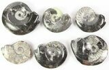 Lot: - Polished Goniatite Fossils - Pieces #77273-2
